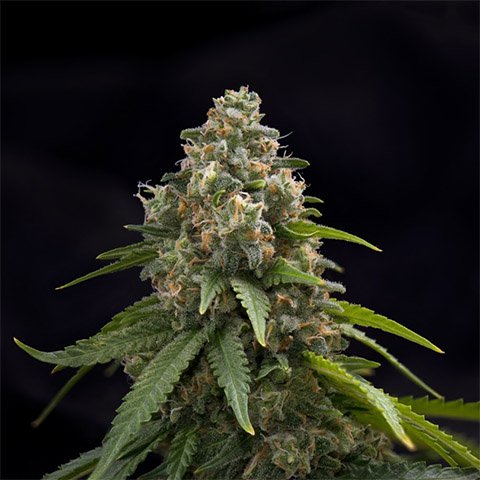 Samurai Squirrel Seeds 5ct/ Green Crack Feminized – thcvapehouse.com