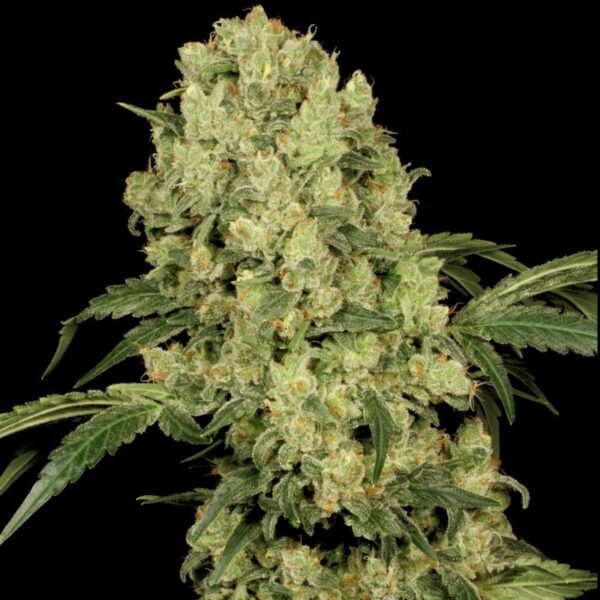 SAMURAI SQUIRREL SEEDS 5CT/ AK-47 AUTOFLOWER - Image 3