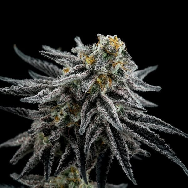 Samurai Squirrel Seeds 5ct/ Miracle alien cookies Feminized - Image 2